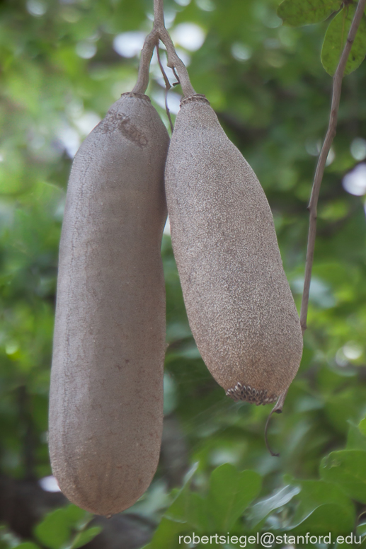 sausage tree